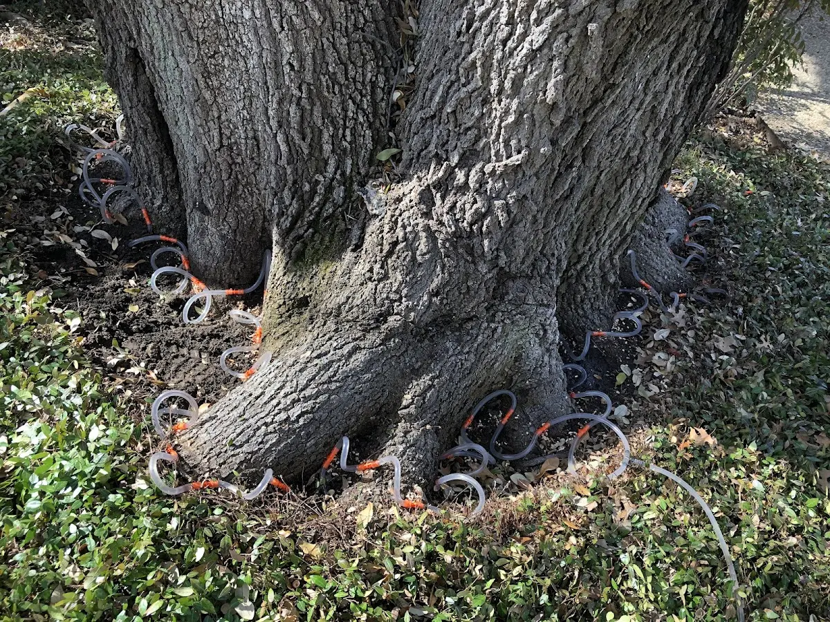 Detailed Tree Cabling and Bracing job site in Bensalem