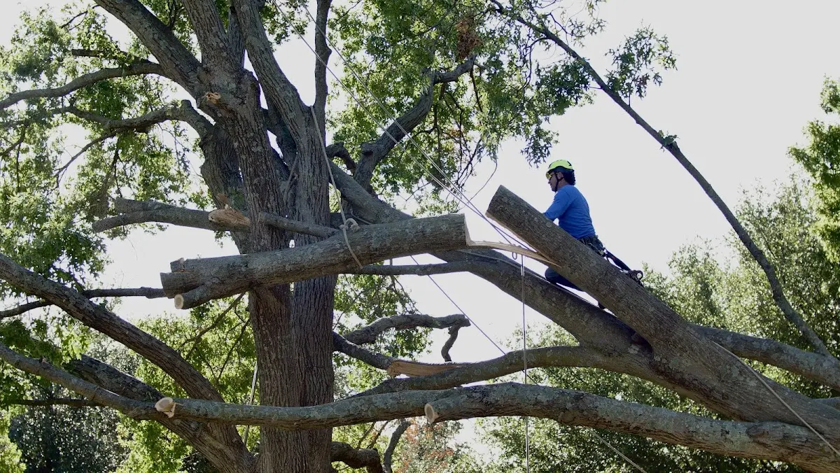 Professional Crown Thinning performed by certified arborists in Bensalem
