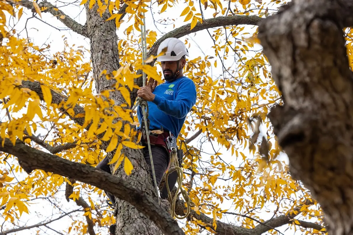 Skilled Tree Pruning crew working in Bensalem