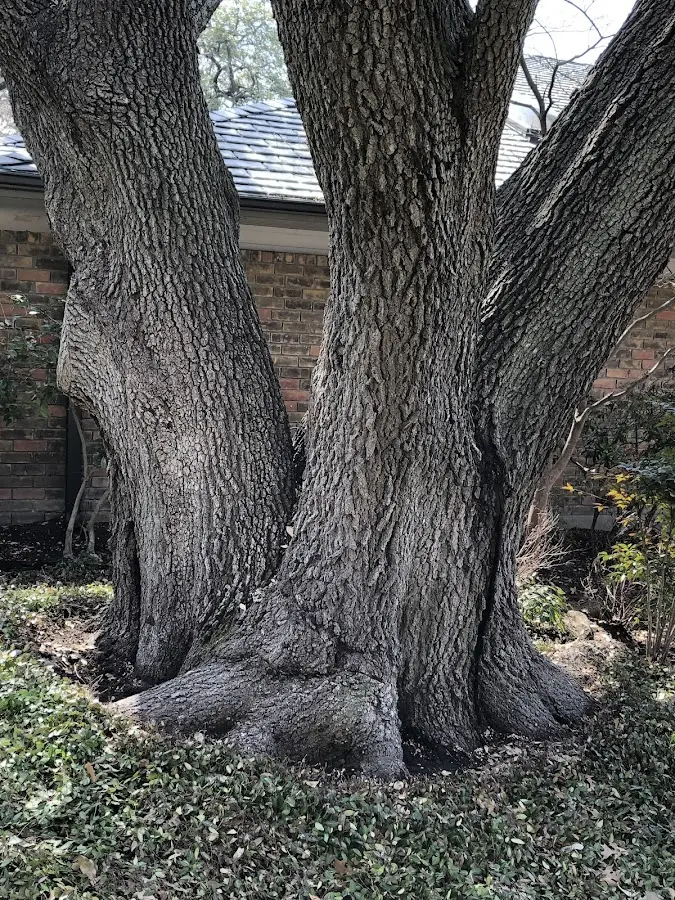 Mature heritage tree close to a Bensalem property cared for by certified arborists